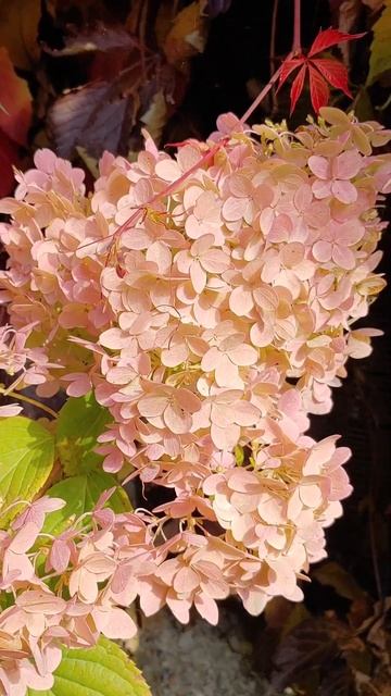 Жемчужная гортензия🩷