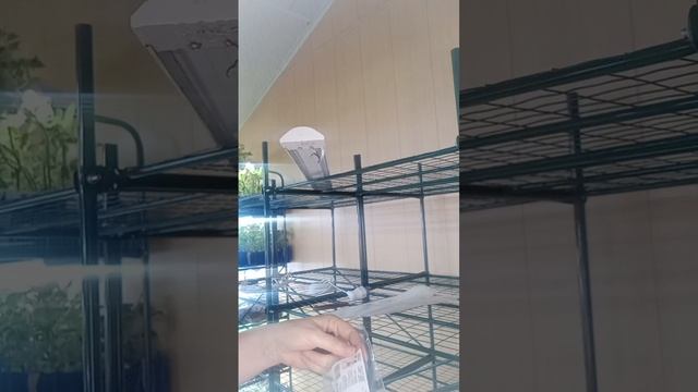 Какие лампы купить для подсветки растений? Нужны ли фи смотреть онлайн