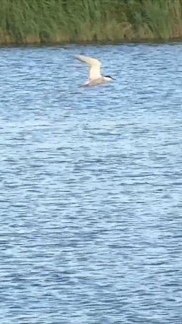 #екатеринбург #wrestling #food #grill #ресторан #unicorn #еда #юмор #е? смотреть онлайн