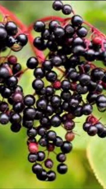 бузина на связи