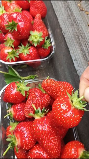 очередной сбор клубники 🍓🍓🍓 смотреть онлайн