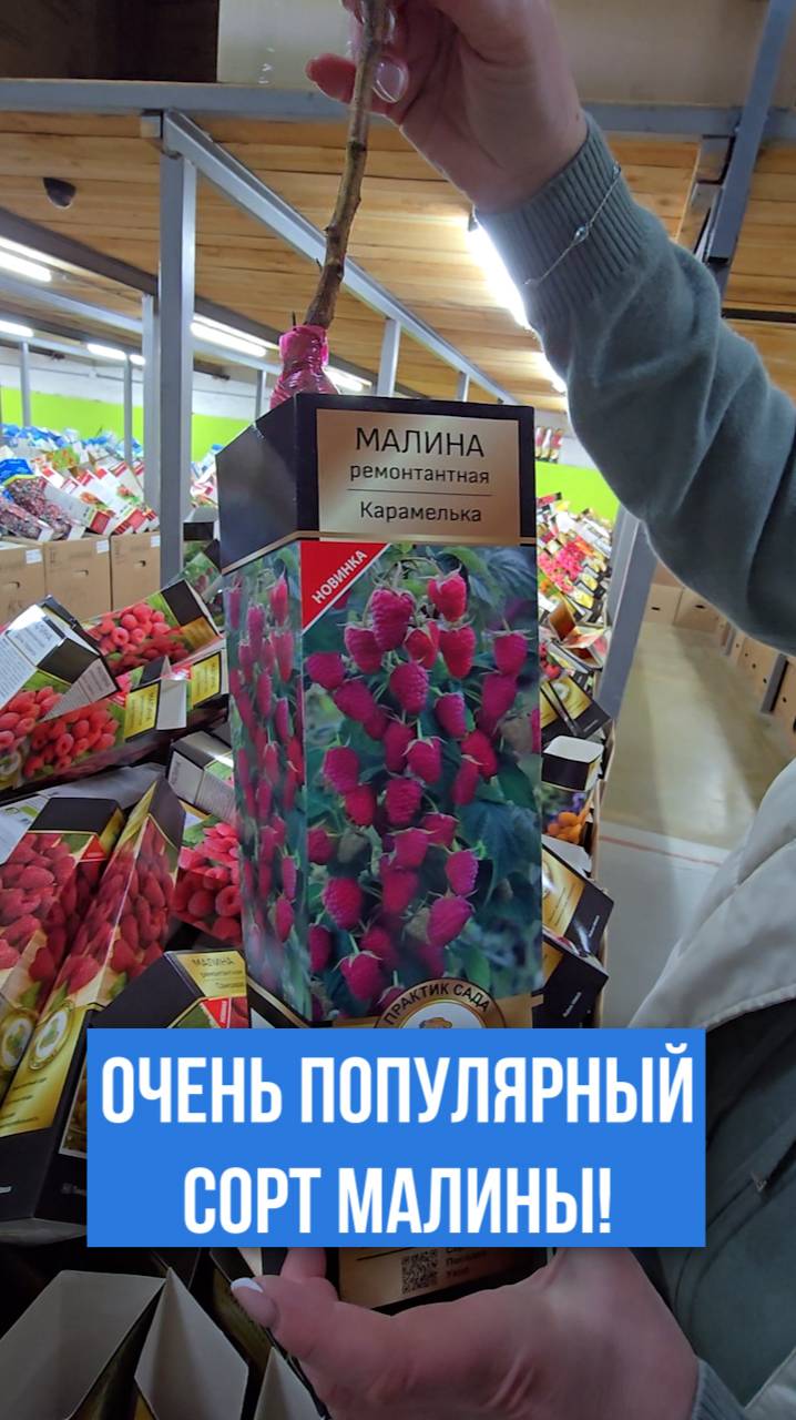 Малина РАЗБИРАЕТСЯ РАНЬШЕ ВСЕХ! Что делает ее такой популярной?