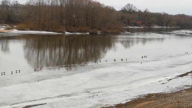 Утки весной ч. 2 смотреть онлайн