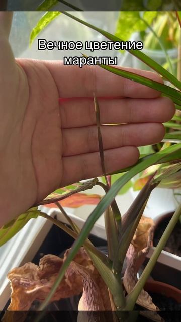 Цветение маранты триколор #plants #цветыдлядома #озелене? смотреть онлайн
