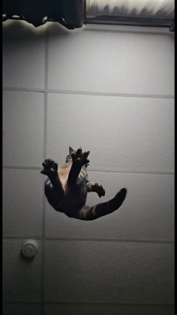 Набор для чистки гаджетов с wb, артикул 224492064, #покупки #s смотреть онлайн