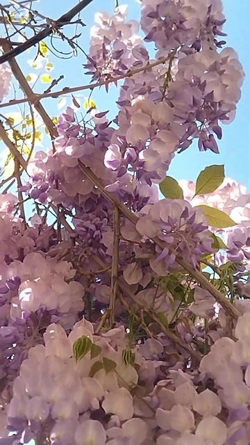 Красивые цветы в Геленджике. Beautiful Flowers In Gelendzhik. #shorts