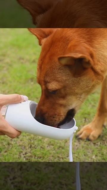 Обзор портативной поилки для домашних животных Xiaomi Petk смотреть онлайн