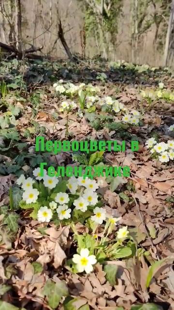 Первоцветы в горах Геленджика смотреть онлайн
