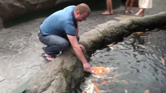 Прикольные рыбки едят с бутылки! смотреть онлайн