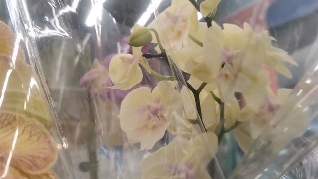 Орхидеи в магазине Ашан г. Омск смотреть онлайн