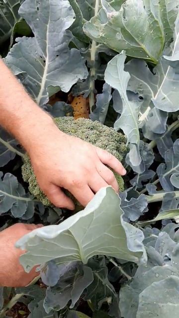 Шикарный урожай капусты Брокколи Маратон и Фиеста!!! смотреть онлайн