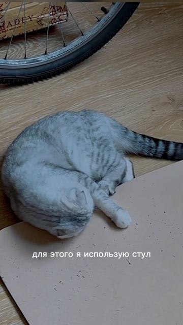 тренируюсь ДОМА 🏋🏽 у меня разборные гантели ≈ 32 кг #? смотреть онлайн