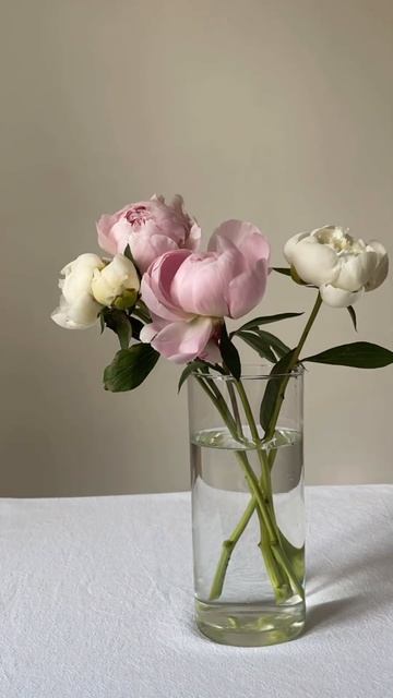 Пионы распускаются #пионы #таймлапс #эстетика #красота смотреть онлайн