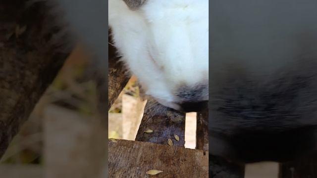 Боярышник кроликам. Можно?