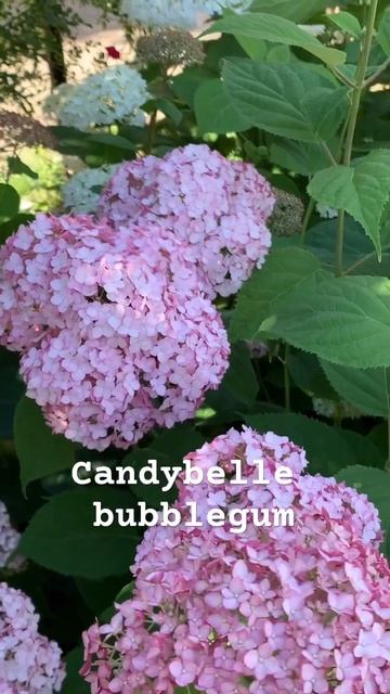 #candibellebublegum #hortensia #hydrangeaflower #гортензия #садгортензий #gard смотреть онлайн
