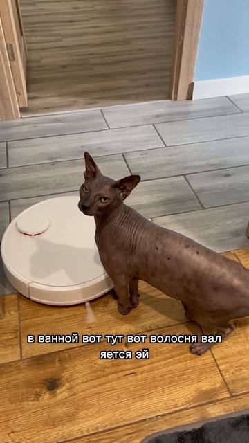 Робот пылесос и кот #прикол #котики #топ #cat #животные #к? смотреть онлайн