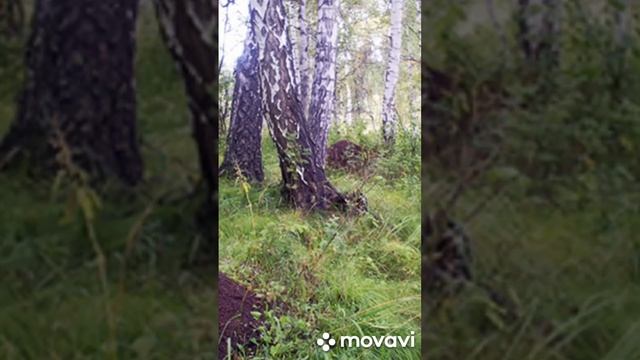 Лесные трудяги!🤗🤗🤗(Памятник природы"Березово-мура? смотреть онлайн