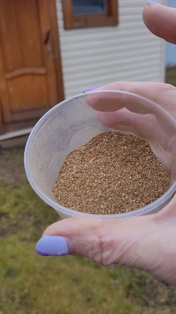 Мыши в погребе. Что делать? смотреть онлайн