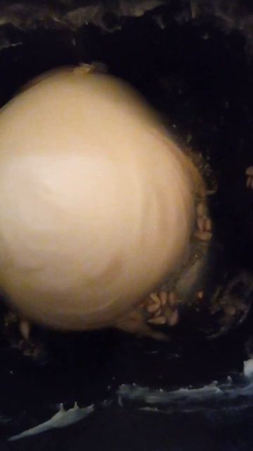 Ручной (собственноручный) диспенсер хлебопечки Kitfort KT- смотреть онлайн