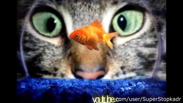 Лучшие Забавные моменты жизни. Часть 4 смотреть онлайн