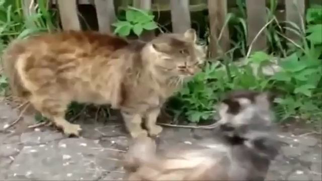 приколы кошек