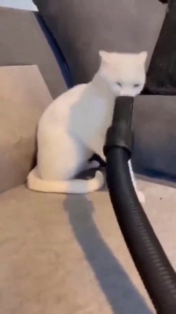 Котика засосал пылесос😁 смотреть онлайн