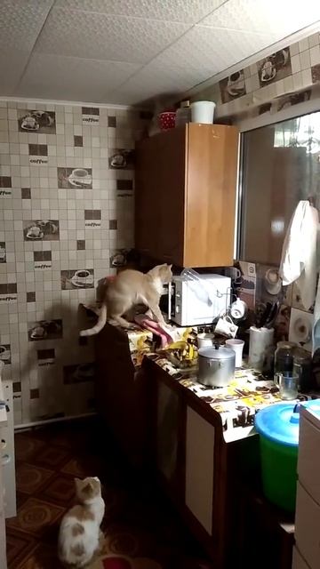 Кот открывает микроволновку смотреть онлайн