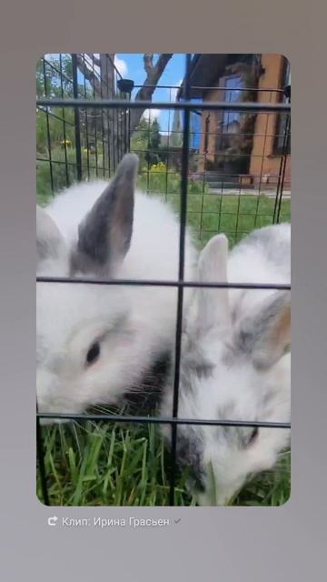 заячий побег из шоушенка