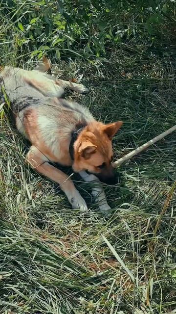 #шутка #позитив #собака #смех #анекдот #юмор #весы #диета смотреть онлайн