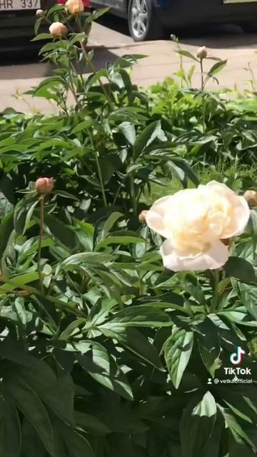 Нежные пионы смотреть онлайн