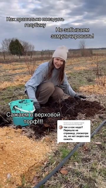 Как правильно посадить голубику #посадкаголубики #гол смотреть онлайн