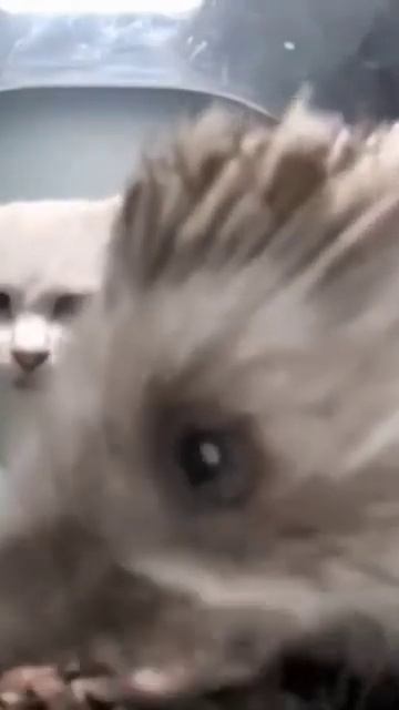 пов: мама говорит кушай еду в холодильнике тот самый я смотреть онлайн