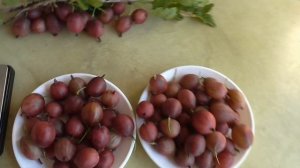 ДАРЛИНГ. Новинка от Любера.  Крыжовник с яркой и очень ?