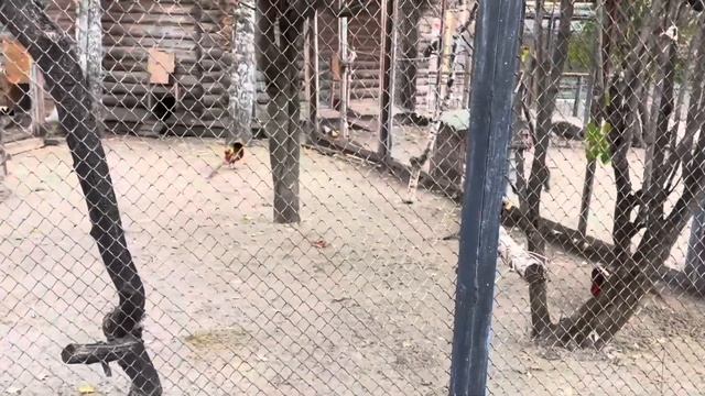 САРАНСК. Часть 3. Идём в зоопарк и подводим итоги поезд? смотреть онлайн