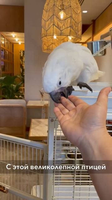 Открыла 7 центр Sculptor в Дубай 💥💥💥 #дубай#массаж#масса смотреть онлайн