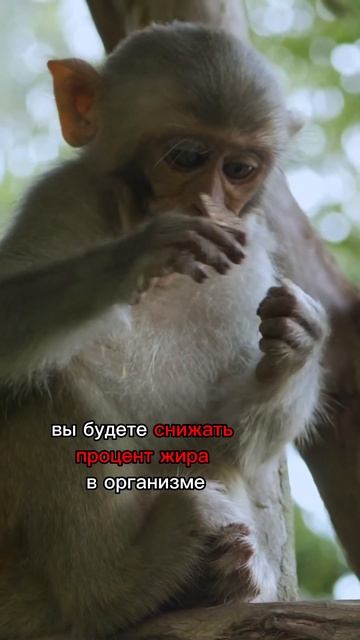 Лучшая схема похудения #здоровье #диета #снизитьвес #п? смотреть онлайн