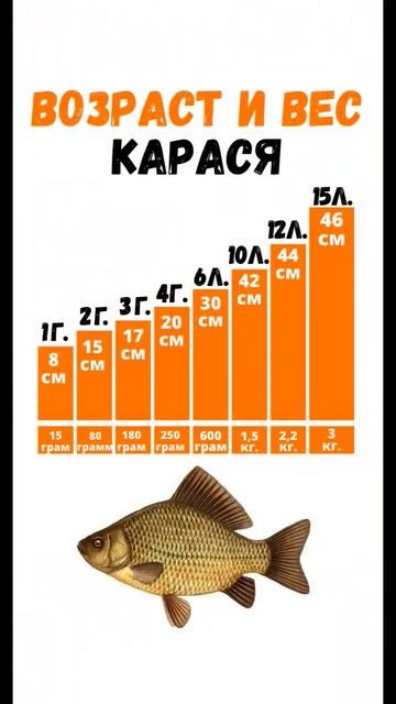Возрас и вес рыбы #рыбалка #fishing #спиннинг #щука #голавл? смотреть онлайн