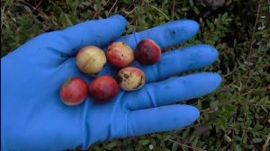 СТИВЕНС и ПИЛИГРИМ.  Особо крупные сорта клюквы. / Колл?