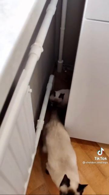 Любимое место Котов под холодильником