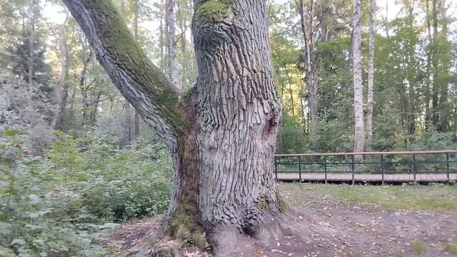 Эко-тропа, Новый микрофон, Собираю софтбокс, Что я ем в смотреть онлайн