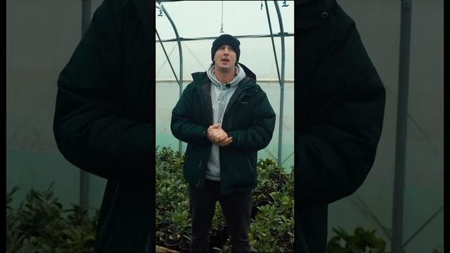 Бизнес на туях в теплице ! Двойной полив это важно !!! Хв смотреть онлайн