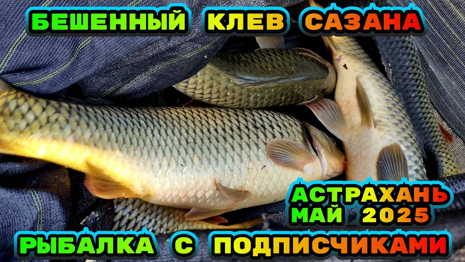 Бешенный клев САЗАНА. Рыбалка с подписчиками. Сазан сошел с ума. Рыбалка в Астрахани 2025 смотреть онлайн