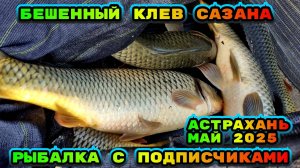 Бешенный клев САЗАНА. Рыбалка с подписчиками. Сазан сошел с ума. Рыбалка в Астрахани 2025