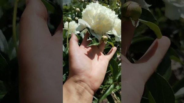 Пион Ланкастер Имп / Lancaster Imp.