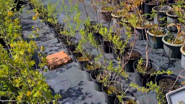 Теплицы Караганды. Цены на МОДНЫЙ ЛАНДШАФТНЫЙ ДИЗАЙН. #караганда смотреть онлайн