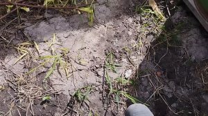 потихоньку открываю виноград тянуть уже нет смысла