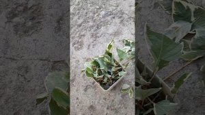 Дерен Элегантисимо черенками в сентябре!