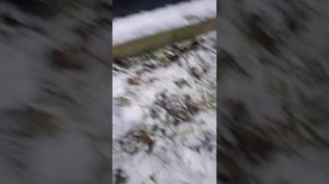 Размножение крупноплодного боярышника. Копаю закладк