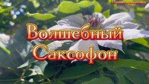 Волшебный саксофон, музыка для души