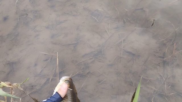 Голавлик на колебалку 🐟🎣🏕️